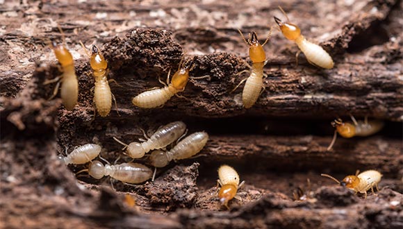 Termite and wood destroying organisim (WDI) inspection services from Sighthound Home Services